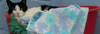 cattery-banner2